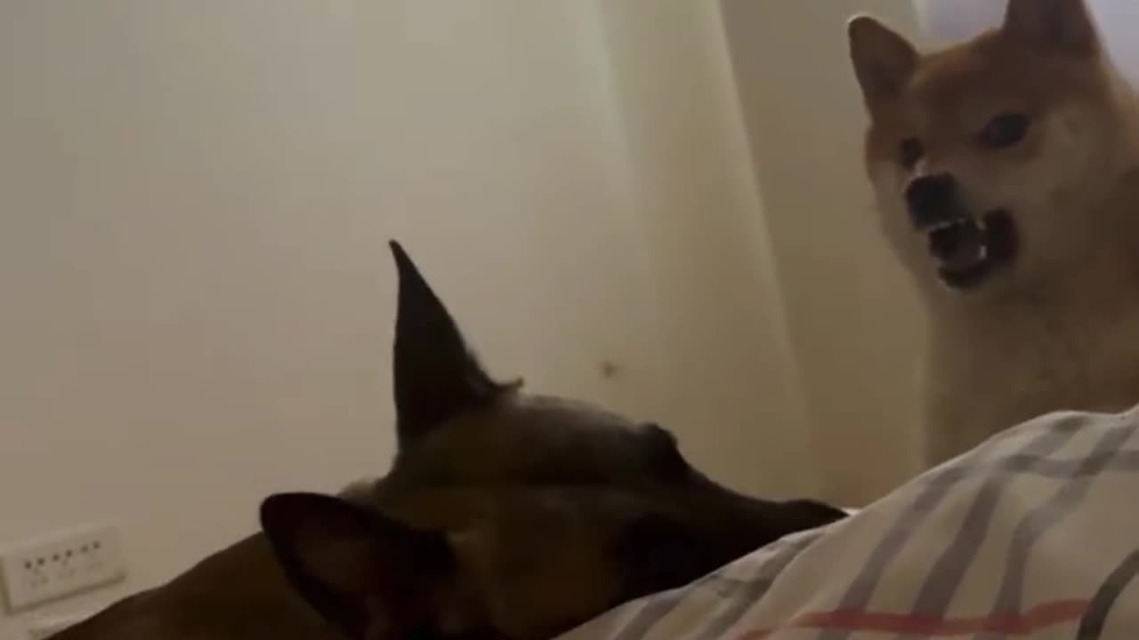 Evil Puppy