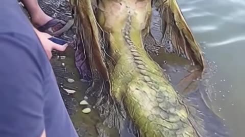 These Deep Sea Monsters Might Actually Exist… 🐙🤯