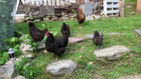 Chicken Wisdom