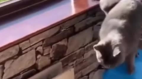 Funny cat falling off the edge of the wall🤣