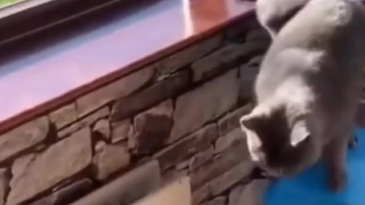 Funny cat falling off the edge of the wall🤣