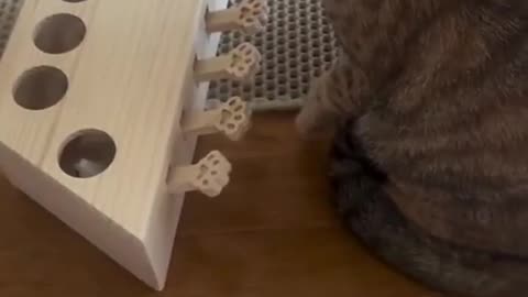 🐱🧠 You'll Actually Hear the Cat's Brain Working in This Clip! | FunFM