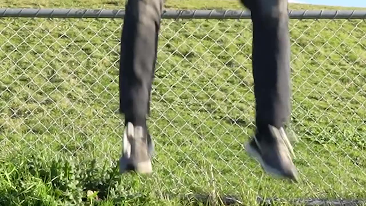 Jumping Like Animals Challenge 🐾 ؟