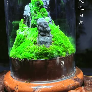 "Beautiful Moss Craft Ideas – Easy & Creative DIY Decor!"