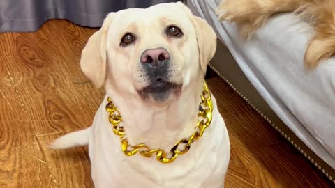 文化狗狗有多心机… Cultural dogs are so scheming…