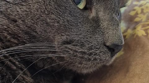 A cat 😺 in sleeping 🥱 mode attitude cat 😺