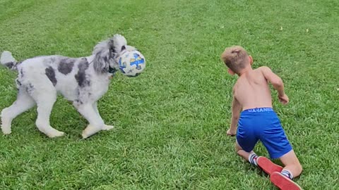 Soccer Dog Steals the Ball