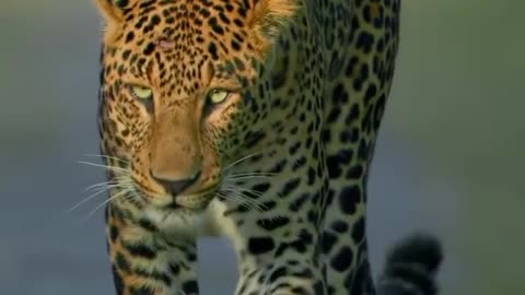 Tiger vedio