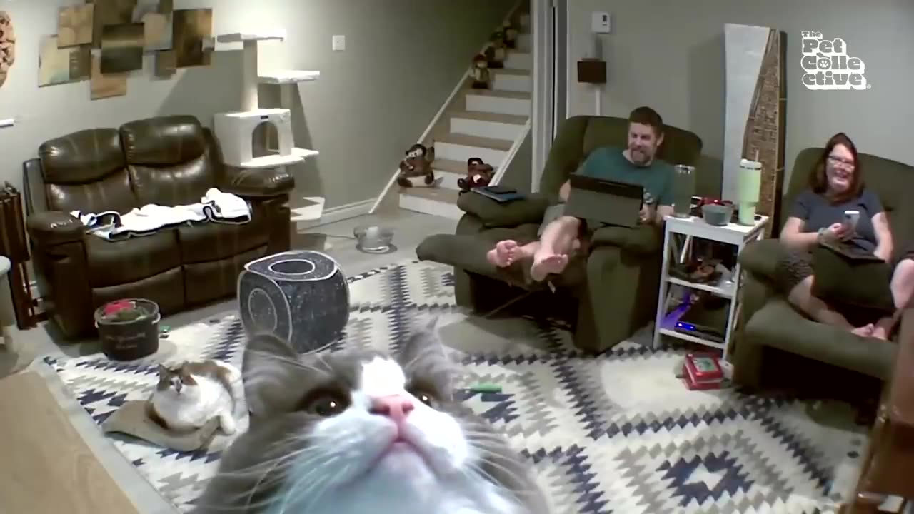 Funny animals
