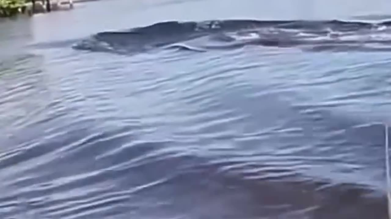 Big fish
