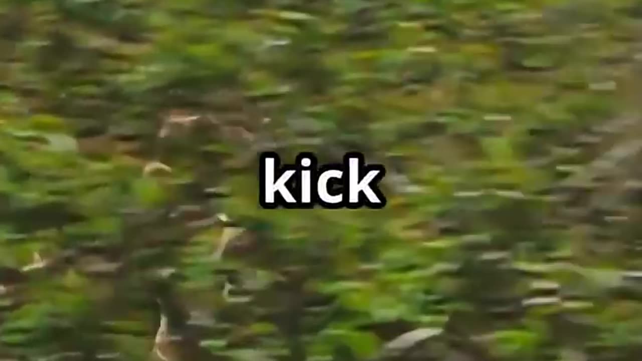 Giraffe vs Lion: Epic Battle!