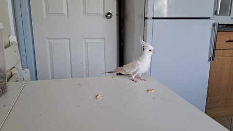 Lunchtime Company