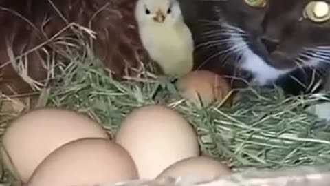 Chicken & cat