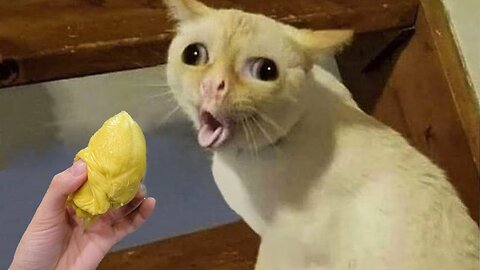 Ultimate Funny Cats and Dogs 🐶🐱 | Funniest Animal Fails & Reactions