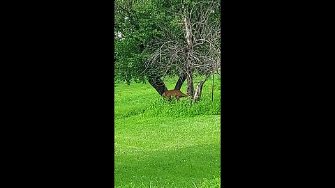 deer 2of5