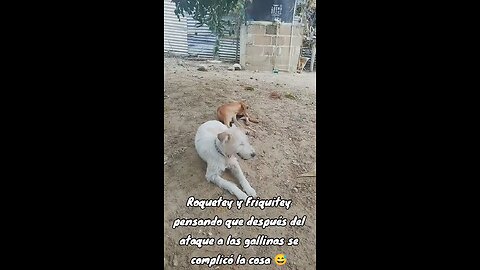 Friquitey And Roquetey Thinking Things Got Complicated After The Chicken Attack 😂🐕‍🦺😁