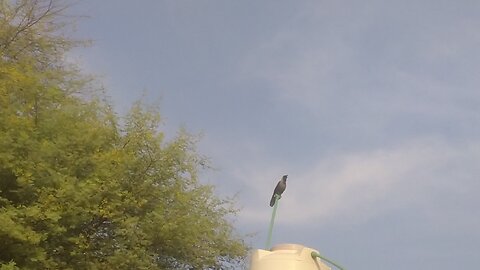 crow once a day vedio