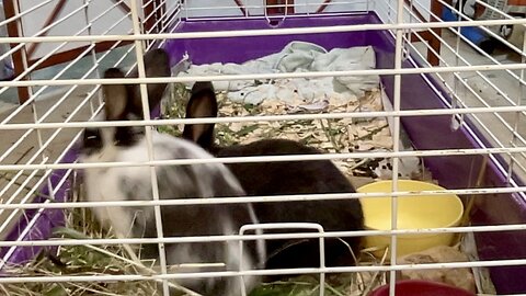 (Live) Watch The Bunnies Play!