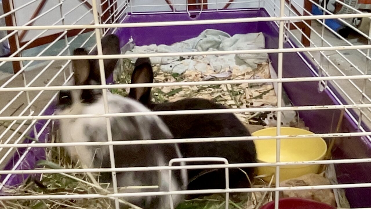 (Live) Watch The Bunnies Play!