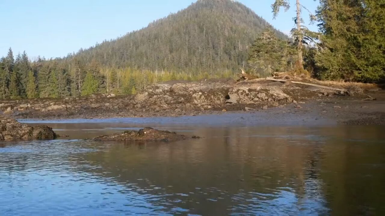 nature video morning 🌄