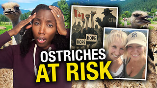 'Devastating' blow to ostrich farm as high court upholds CFIA cull order