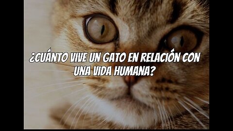Cuanto vive un gato en relación a una vida humana