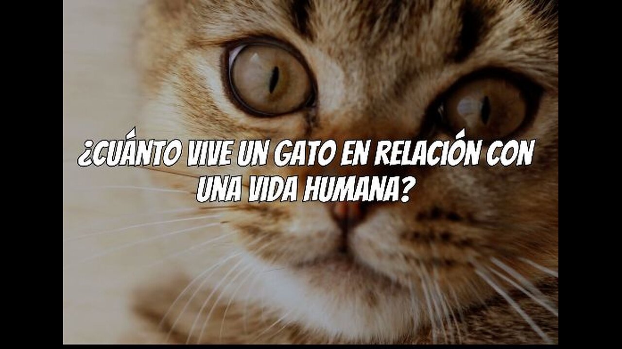 Cuanto vive un gato en relación a una vida humana