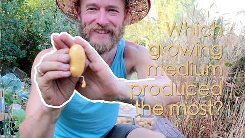 Potatoes in Hungary: Soil vs. Straw & Rabbit Manure vs. A Mix - The ULTIMATE Grow Off!