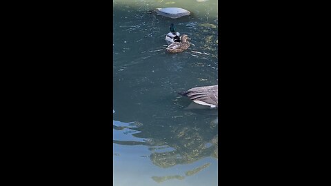 Mallard Ducks 🦆 & Canada Goose 🪿 #mallardducks #canadagoose #viral #subscribe #shorts