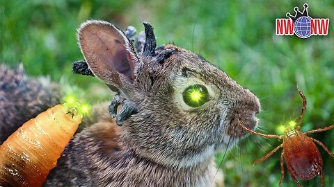Rabbits With Tentacles Tick All The Boxes - New World Next Week