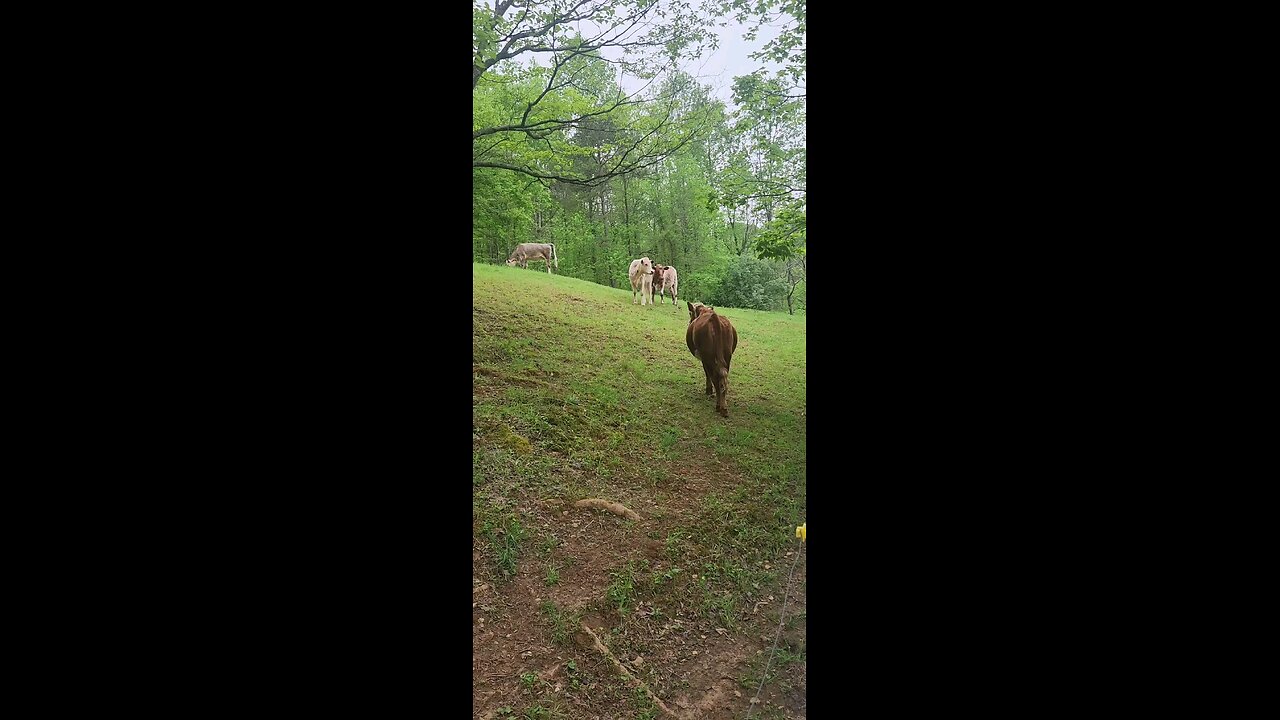 Shorthorn Plus heifers 2025.