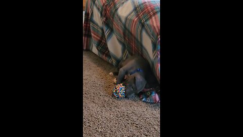 puppy love