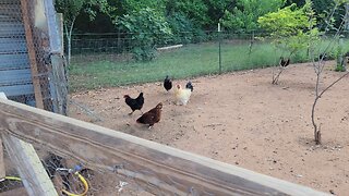 Another broody hen or 2.