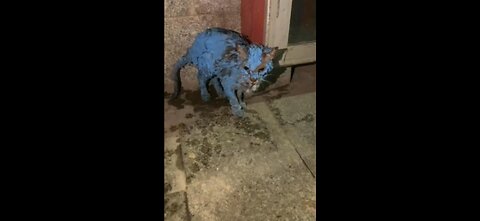 Emergency Rescue! Saving a Stray Cat Stuck in a Paint Can 😿🎨
