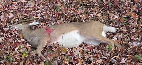 First Deer 2025