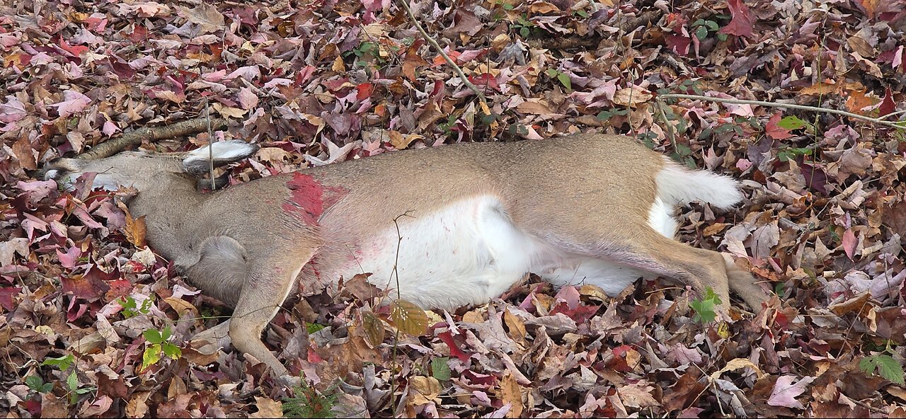 First Deer 2025