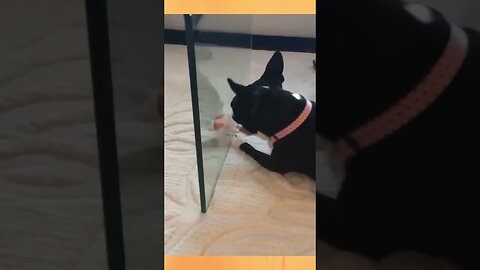 Funny Animals #ai #funny #cat #cute #aidogs #animals #dog #pets #dogshorts #doglover #happy