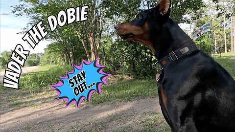 Doberman Discipline: Chromey the Shiny Jerk