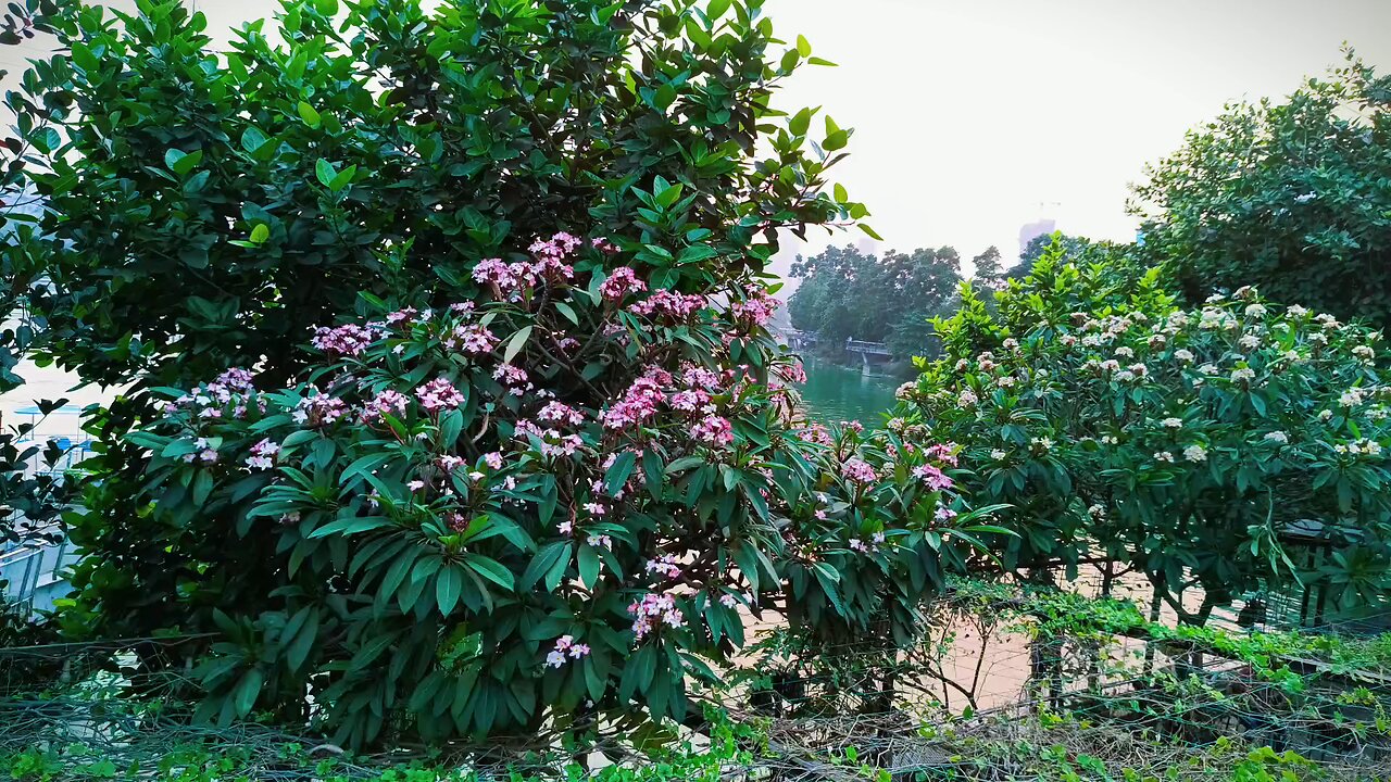 Green tree with flower in front of a lake.