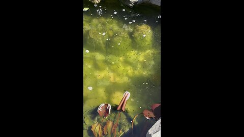 Tadpoles