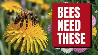 Bee-Friendly Garden: A Beginner's Guide