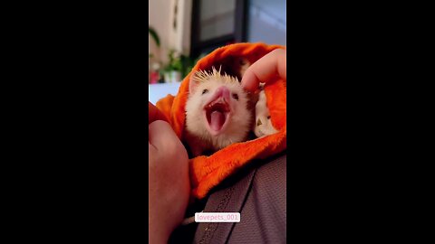 Funny Hedgehog
