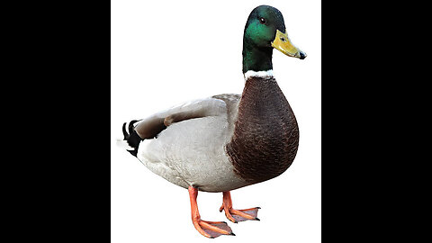 COOKING DUCK