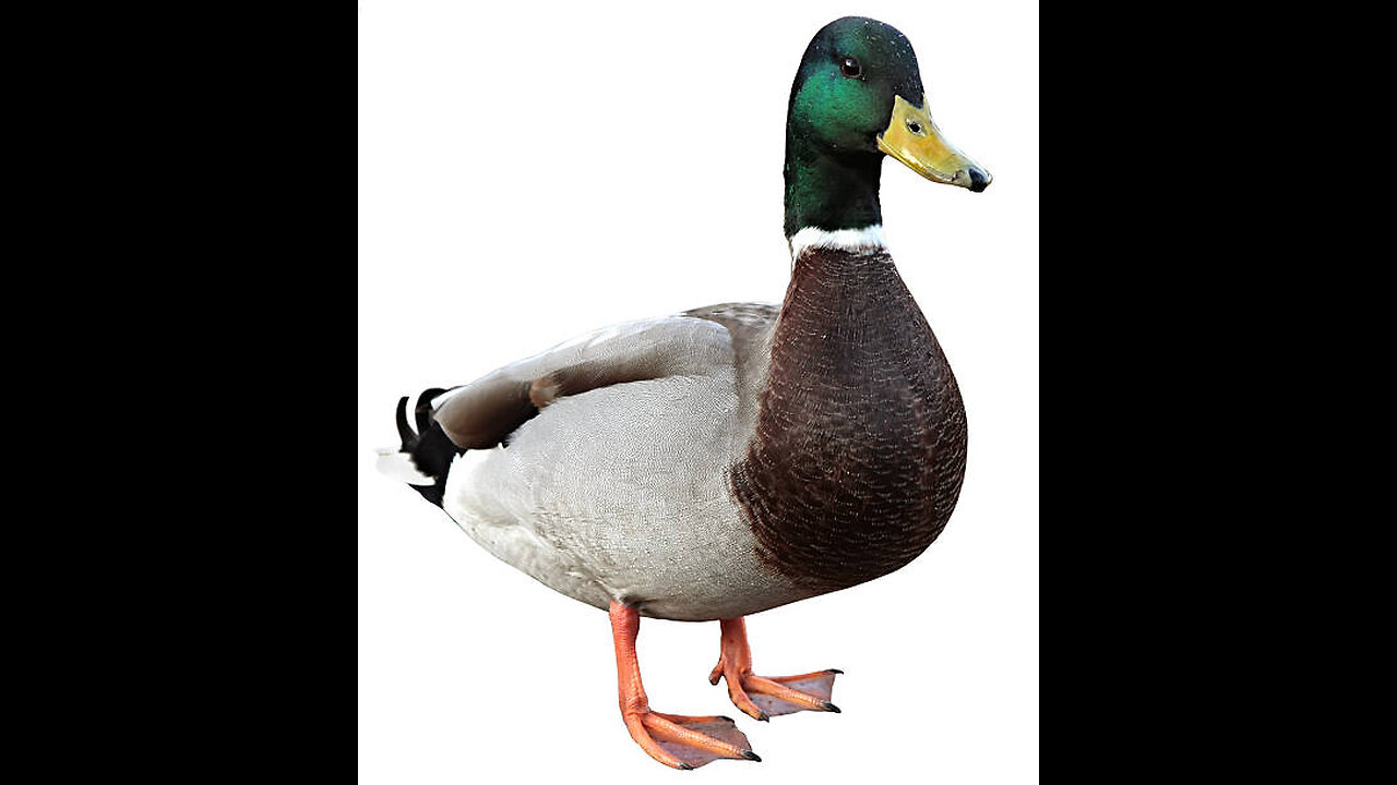 COOKING DUCK