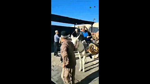funniest videos ever