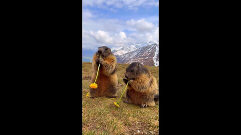 Life Can Truly Be Sweet With This Beavers
