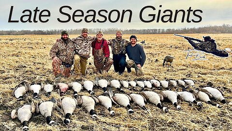 Late Season MANITOBA GIANTS Wheat Field Goose Hunting