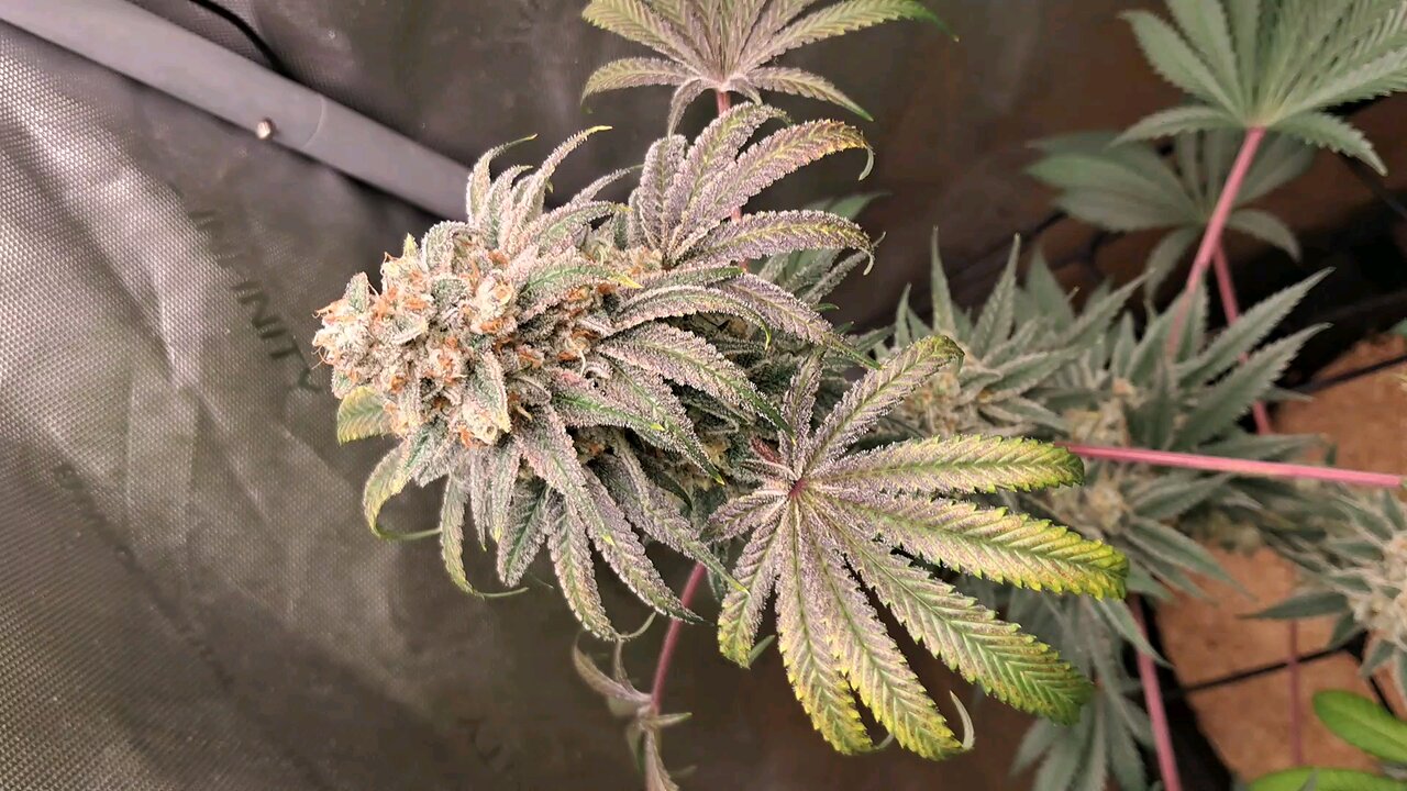 extend the life of your grow light