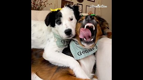 From a dangerous doggo to an animal odd couple, Enjoy the Best Pets of the Week: