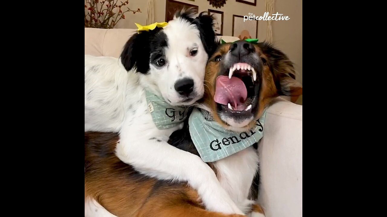 From a dangerous doggo to an animal odd couple, Enjoy the Best Pets of the Week: